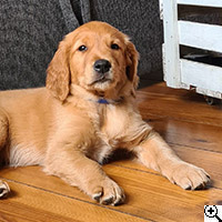 &copy; Working Golden Retriever of Enchanted Garden